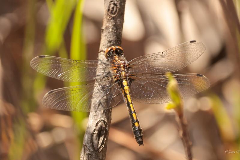 Photo of Dot-tailed Whiteface
