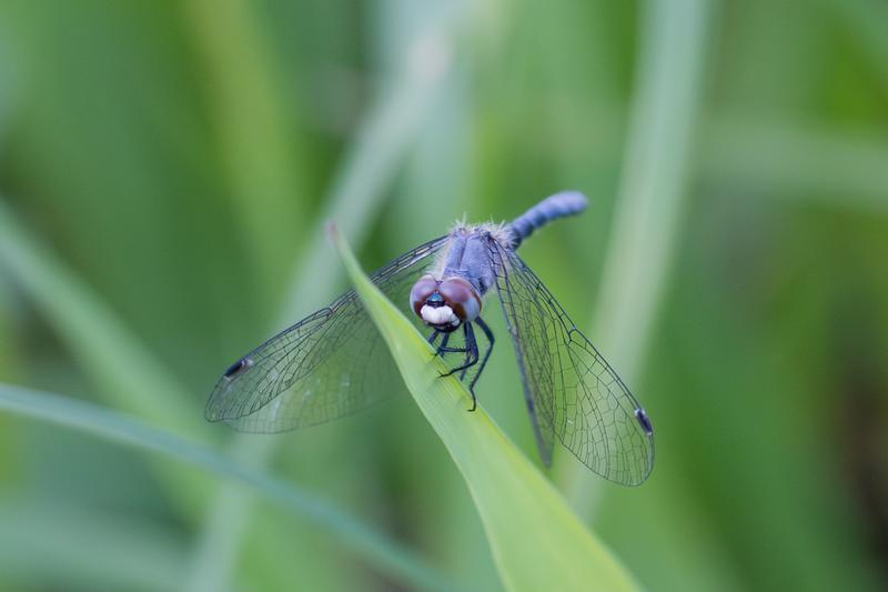 Photo of Elfin Skimmer