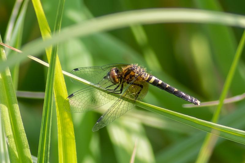 Photo of Elfin Skimmer