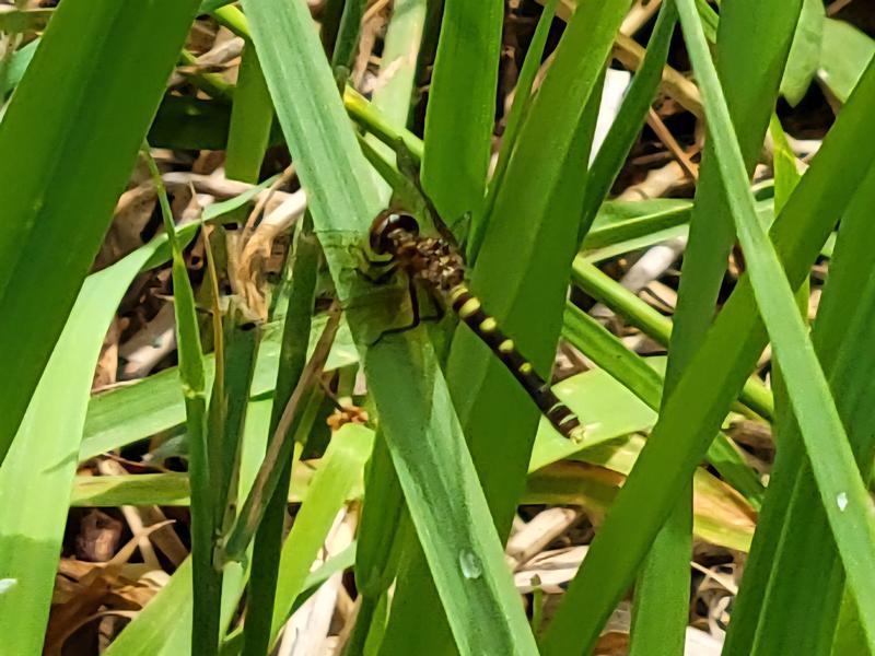 Photo of Elfin Skimmer