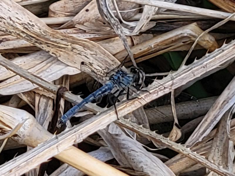 Photo of Elfin Skimmer