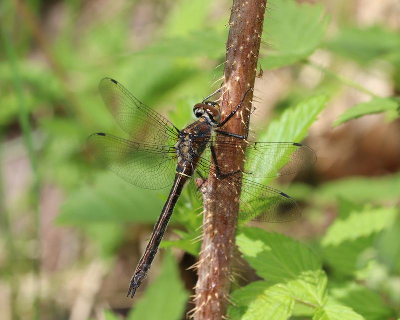 Photo of American Emerald