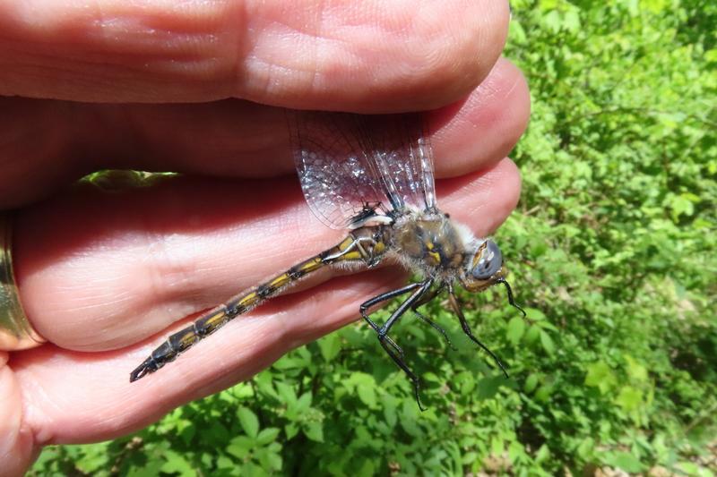 Photo of Beaverpond Baskettail