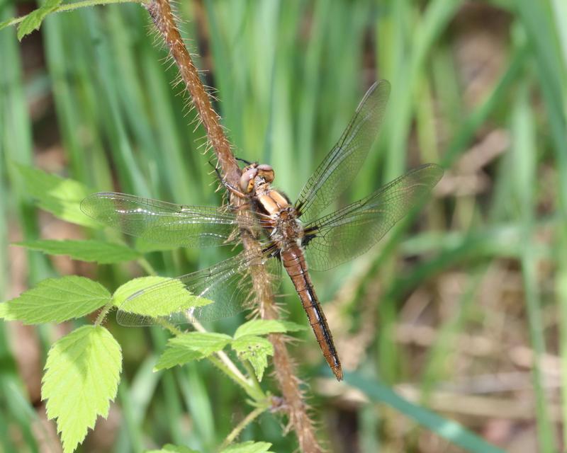 Photo of Chalk-fronted Corporal