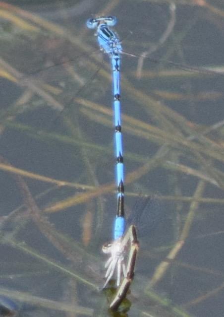Photo of Double-striped Bluet