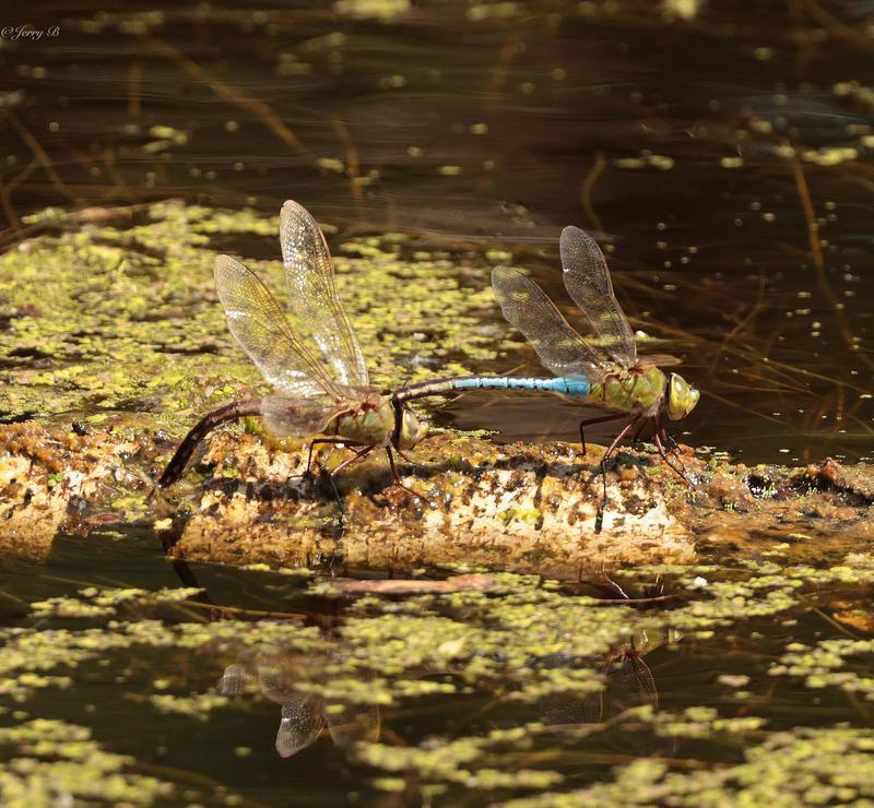 Photo of Common Green Darner