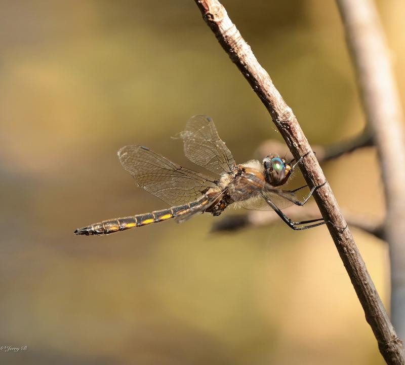 Photo of Beaverpond Baskettail