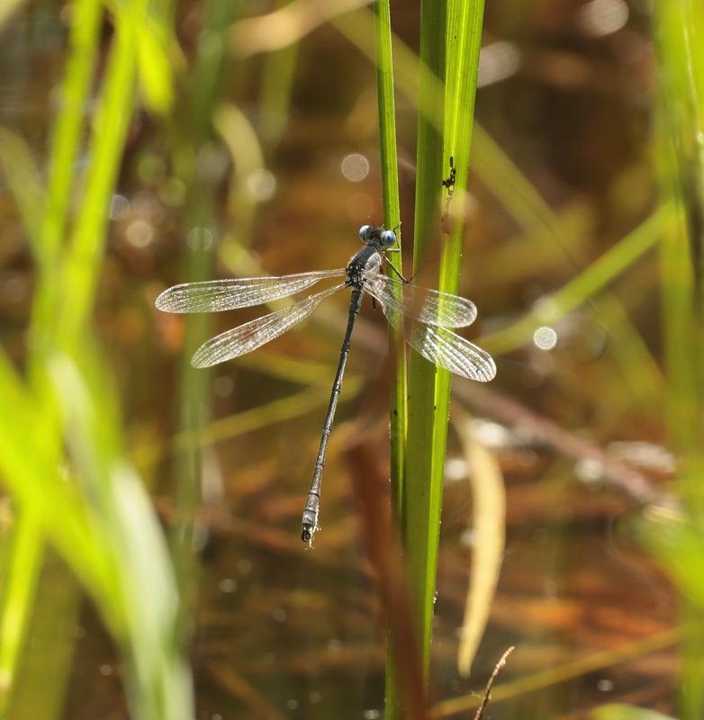 Photo of Slender Spreadwing