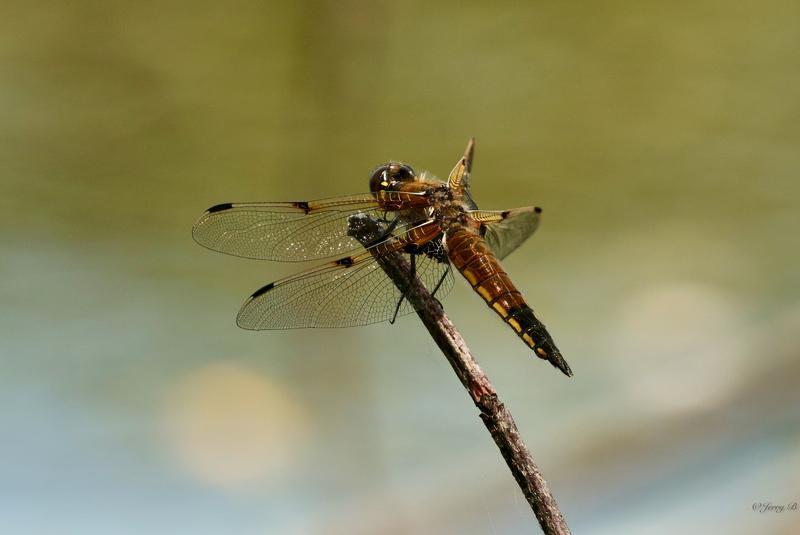 Photo of Four-spotted Skimmer