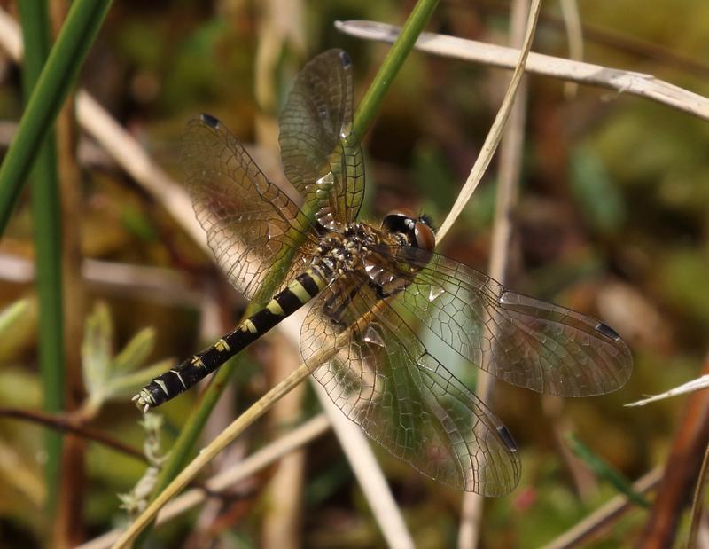 Photo of Elfin Skimmer