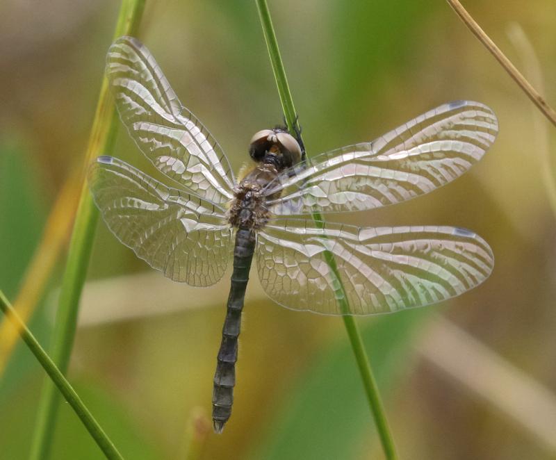 Photo of Elfin Skimmer