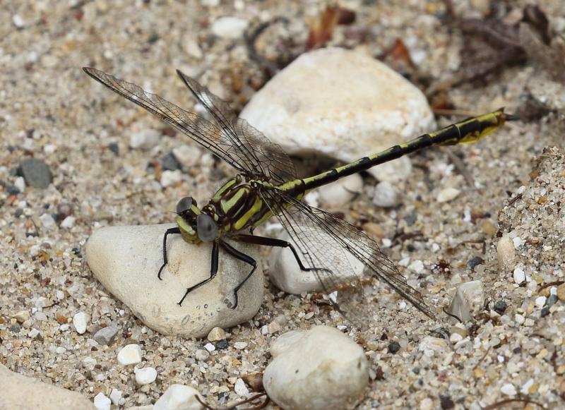 Photo of Lancet Clubtail