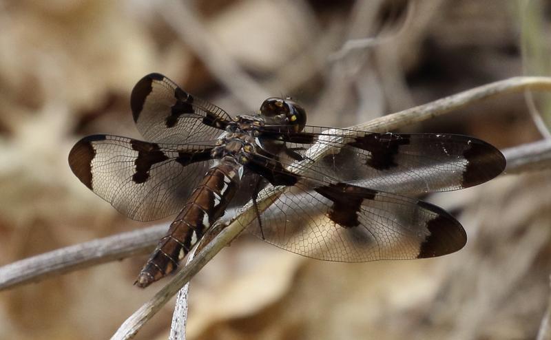 Photo of Common Whitetail
