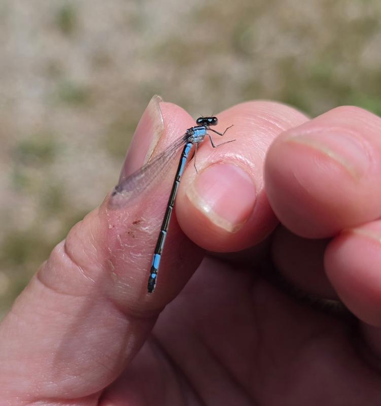 Photo of Azure Bluet