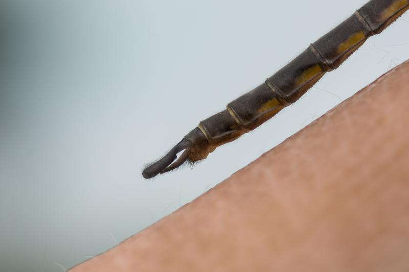Photo of Common Baskettail