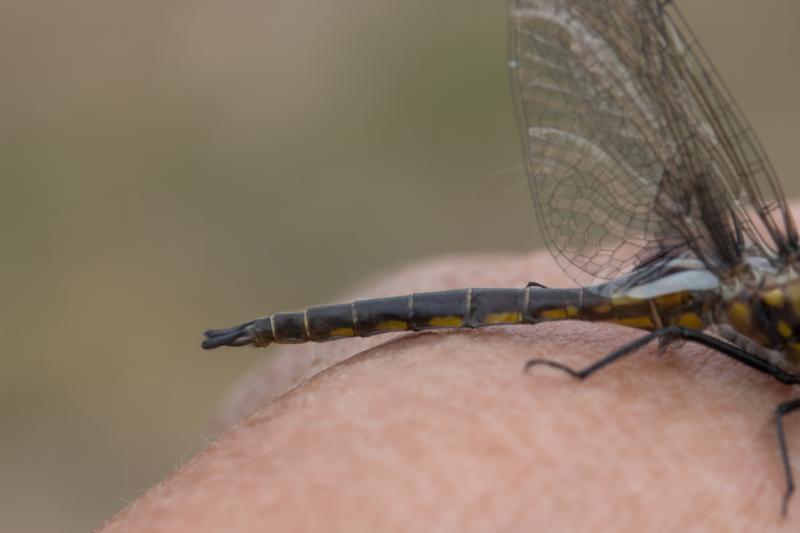 Photo of Common Baskettail