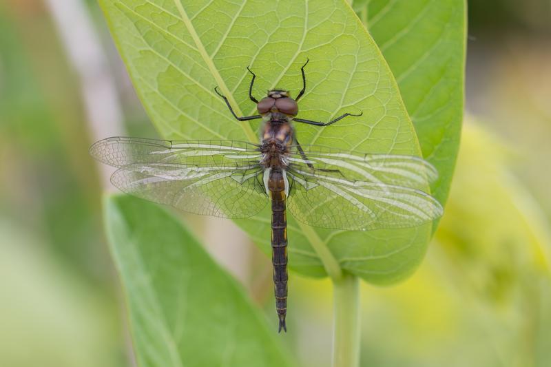 Photo of Common Baskettail