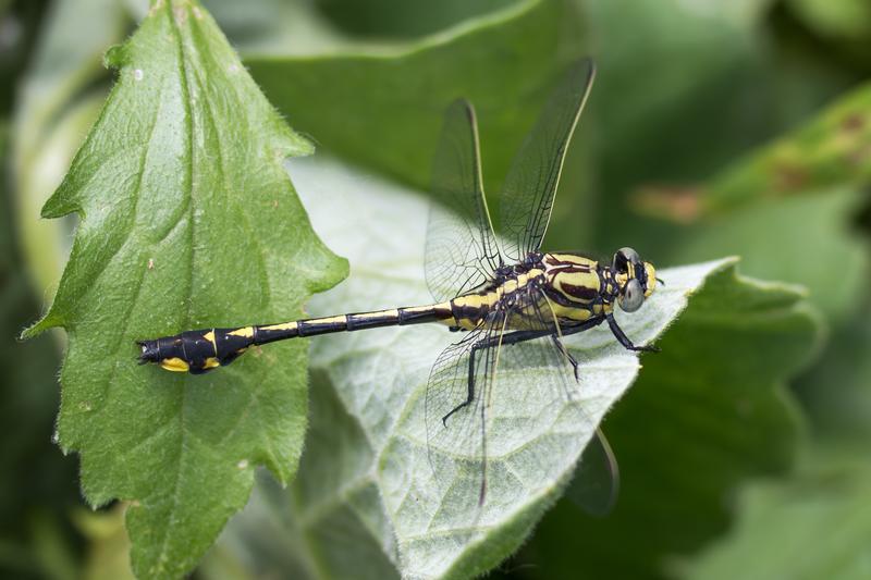 Photo of Midland Clubtail