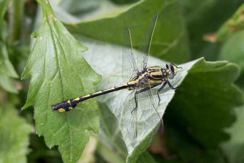 Photo of Midland Clubtail