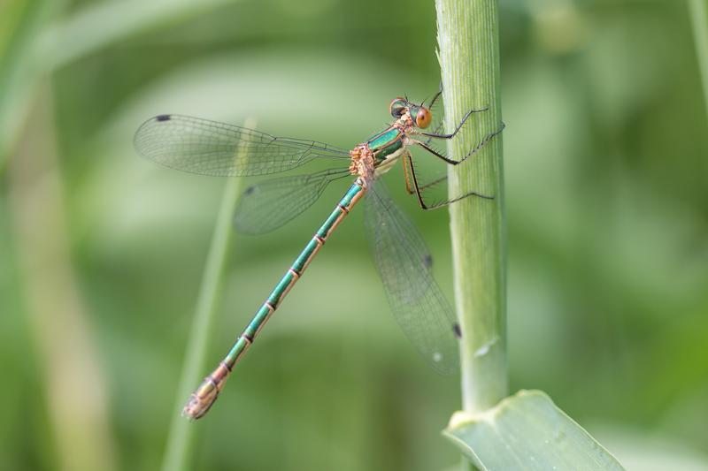 Photo of Emerald Spreadwing
