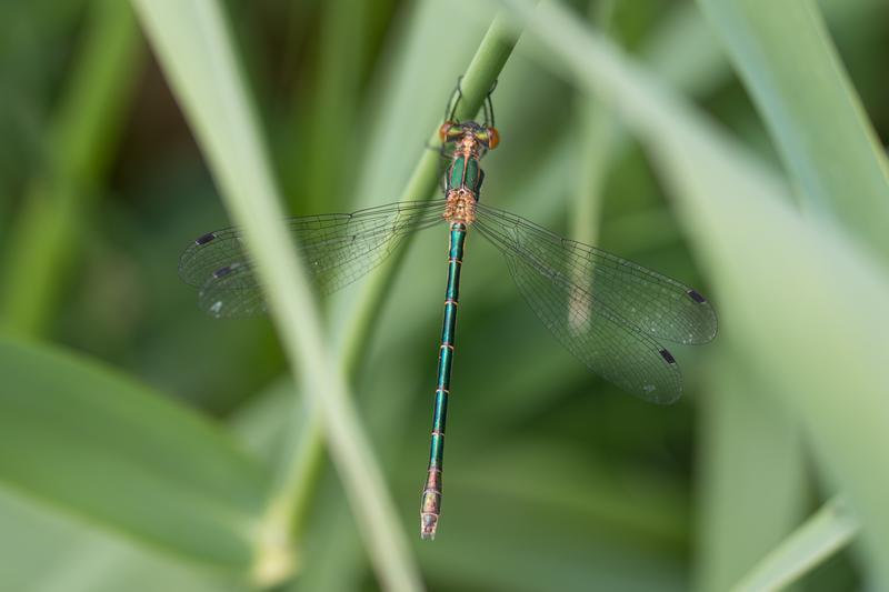 Photo of Emerald Spreadwing