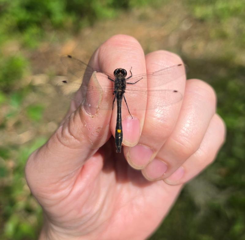 Photo of Dot-tailed Whiteface