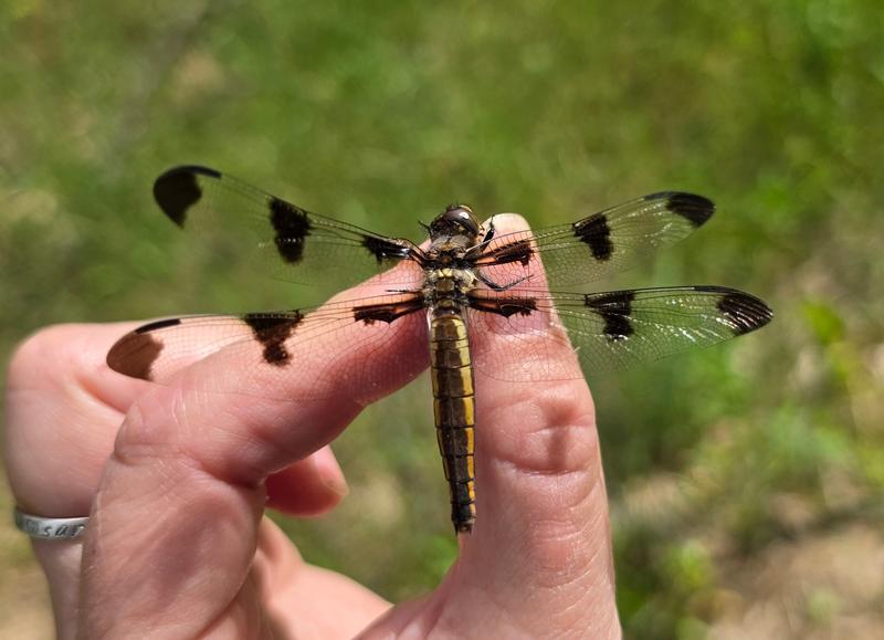 Photo of Twelve-spotted Skimmer