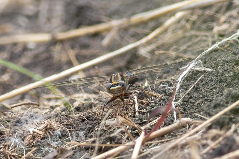 Photo of Dusky Clubtail