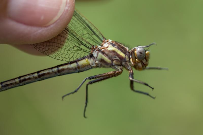 Photo of Dusky Clubtail