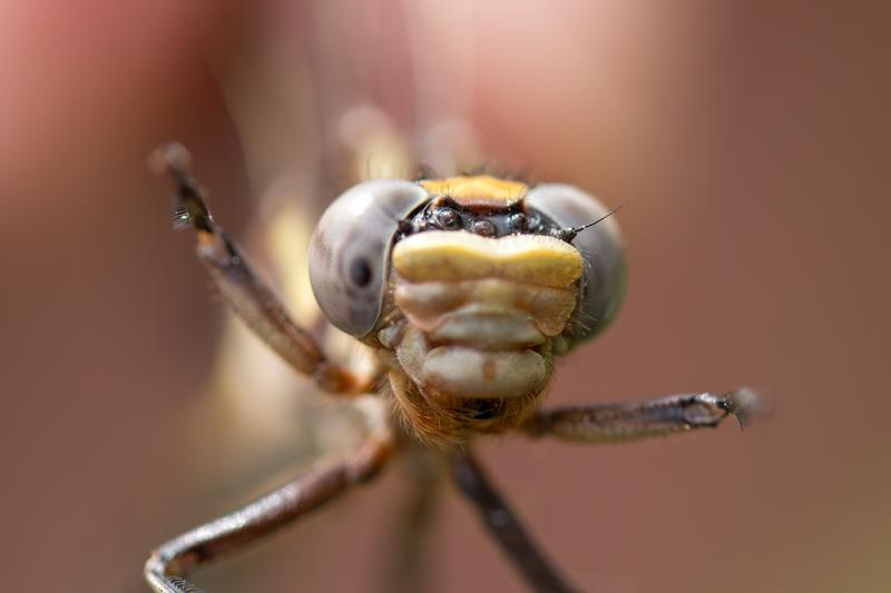 Photo of Dusky Clubtail