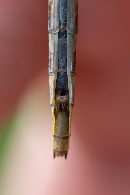 Photo of Dusky Clubtail
