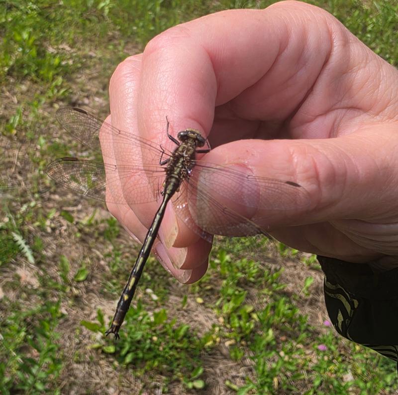 Photo of Dusky Clubtail