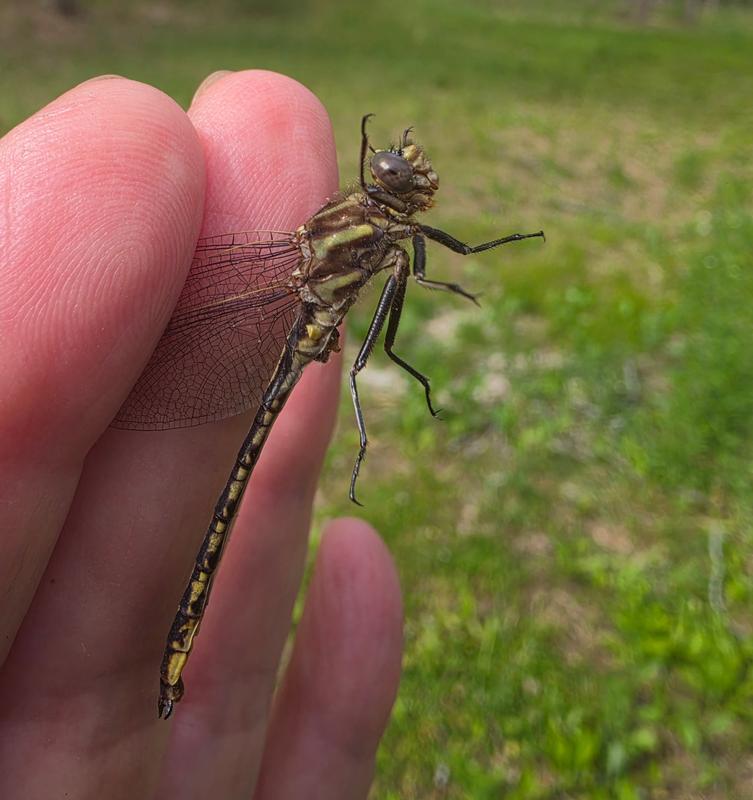 Photo of Dusky Clubtail
