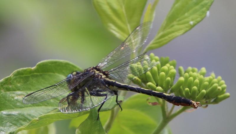Photo of Lilypad Clubtail