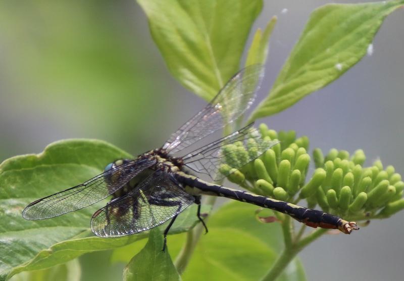 Photo of Lilypad Clubtail
