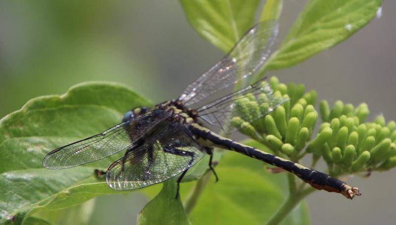 Photo of Lilypad Clubtail