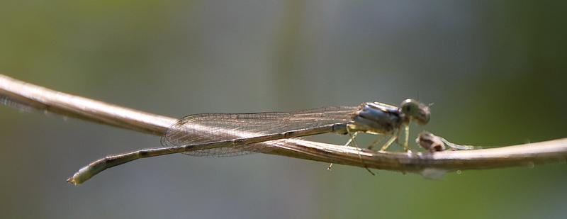 Photo of Skimming Bluet