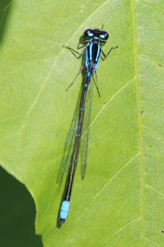 Photo of Skimming Bluet