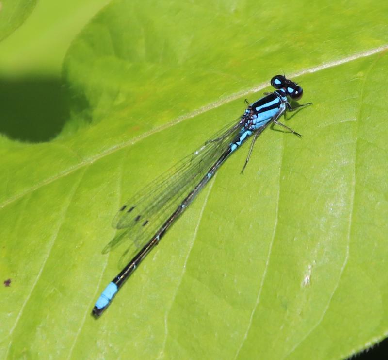 Photo of Skimming Bluet