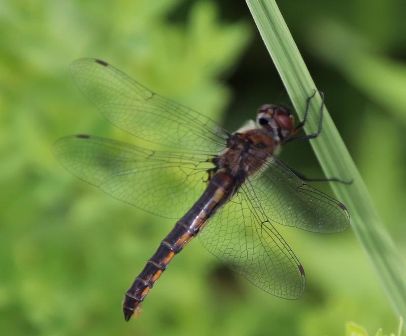 Photo of Common Baskettail