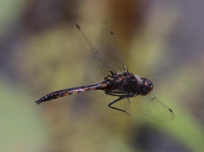 Photo of Common Baskettail
