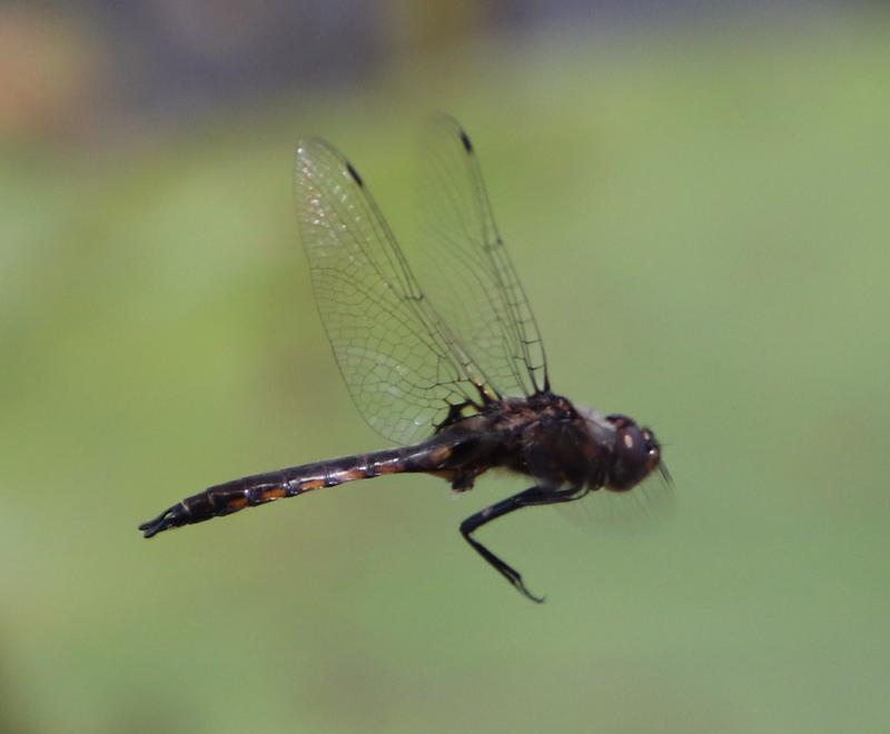 Photo of Common Baskettail