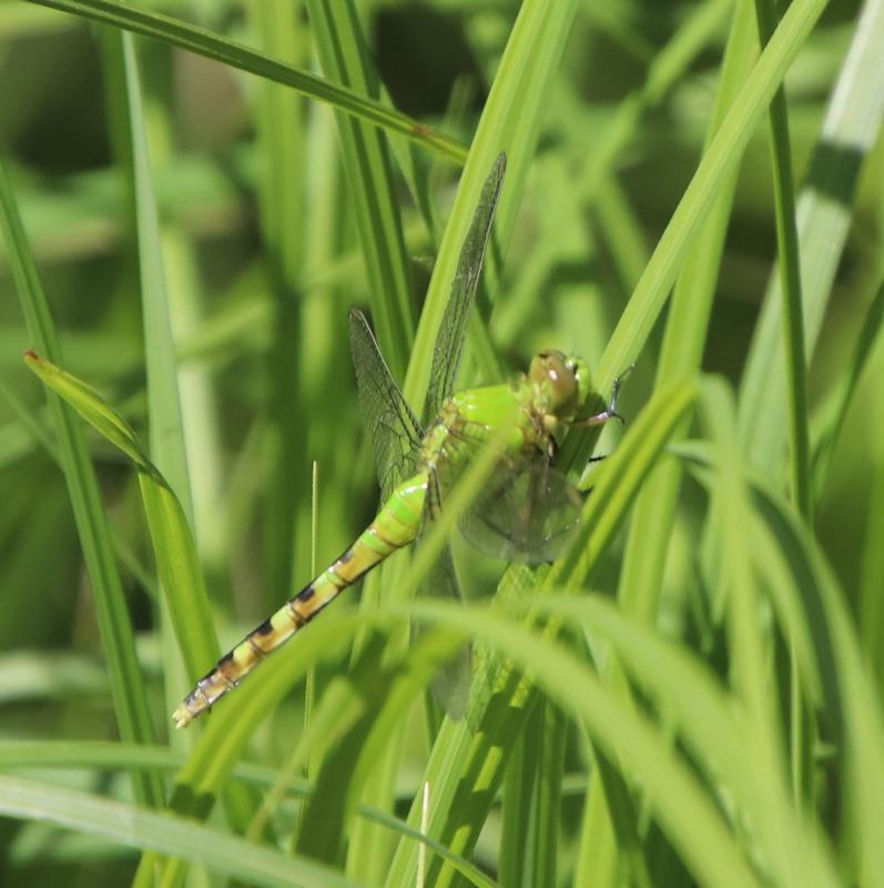 Photo of Eastern Pondhawk