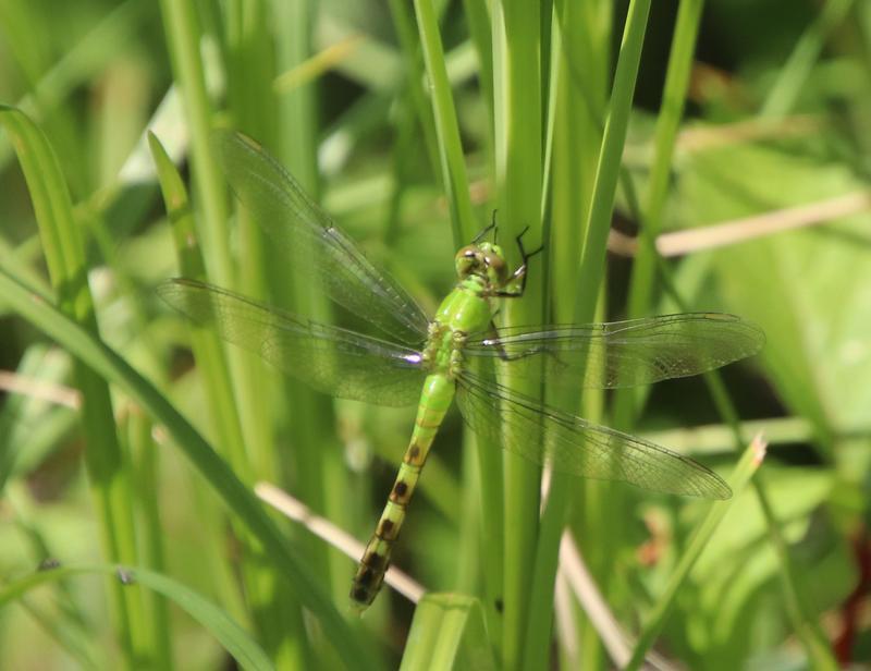 Photo of Eastern Pondhawk