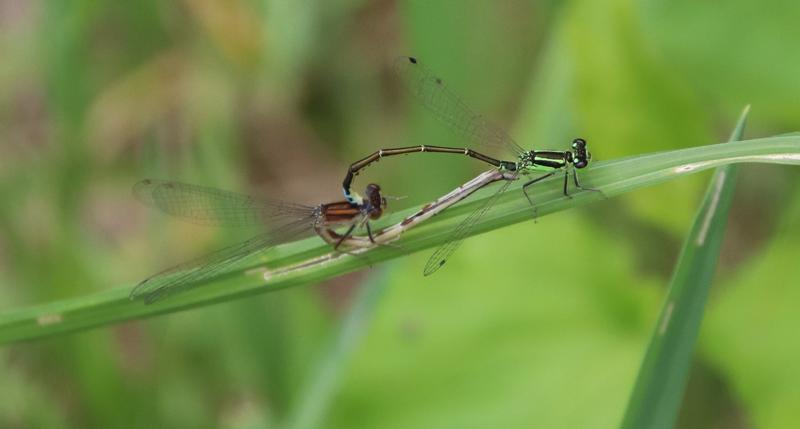 Photo of Eastern Forktail