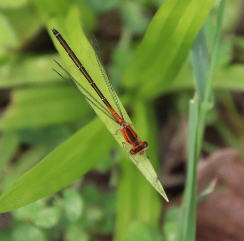 Photo of Eastern Forktail