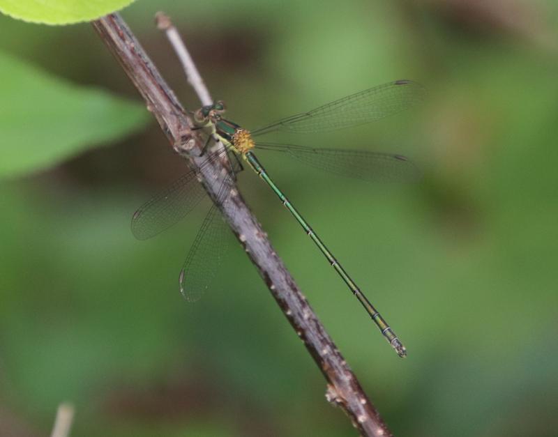 Photo of Elegant Spreadwing