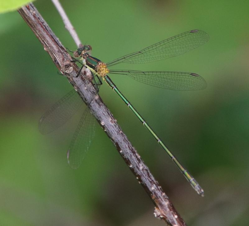 Photo of Elegant Spreadwing