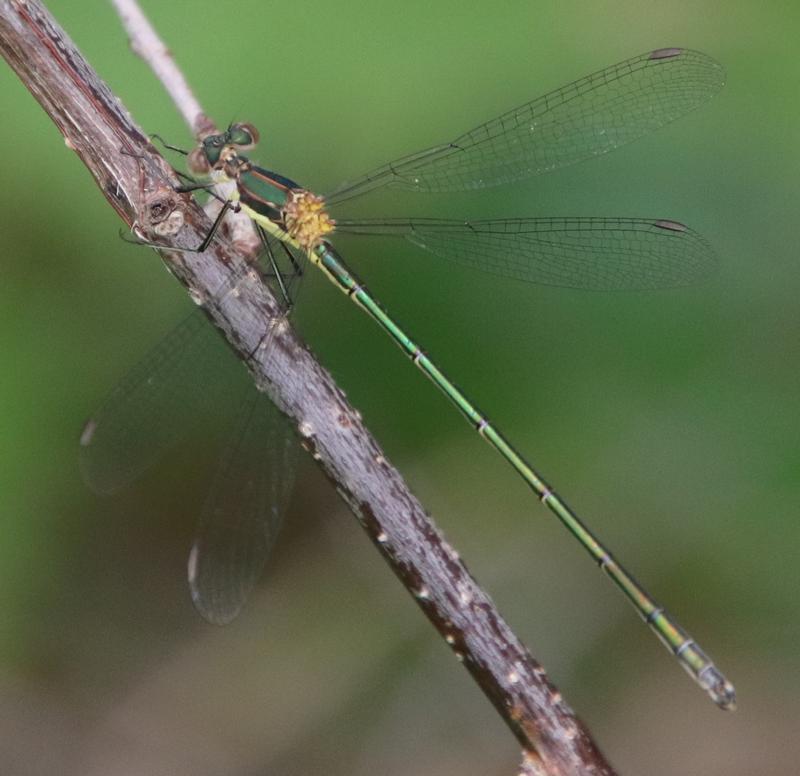 Photo of Elegant Spreadwing