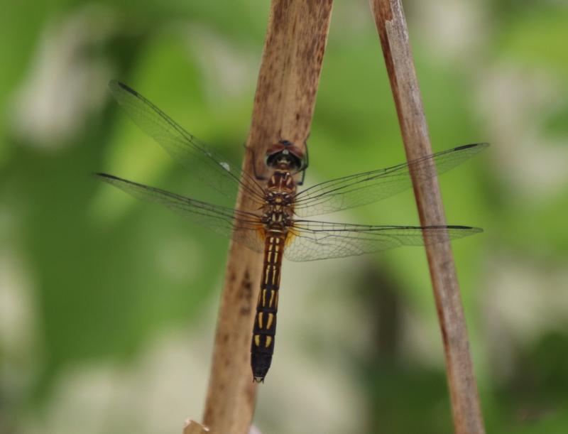 Photo of Blue Dasher